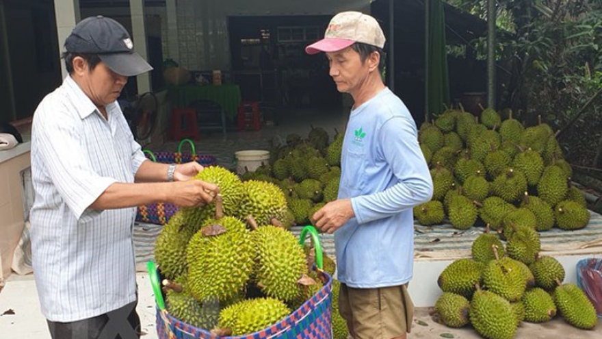 Vietnam’s Ri6 durian sells well in Australia